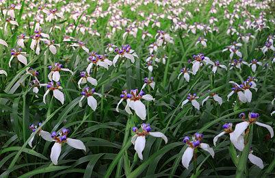 《空之轨迹 the 1st》角色介绍视频：缇妲·拉赛尔